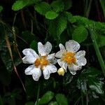 Rosa arvensis Kukka