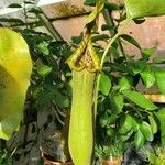 Nepenthes truncata Folha