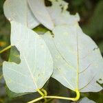 Erythrina globocalyx 叶