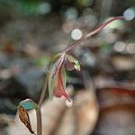 Acianthus cymbalariifolius Blüte