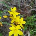 Hypericum linariifolium Flower