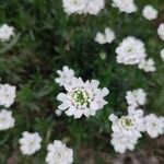 Iberis ciliata All.Leaf