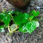 Peperomia pellucida Ліст