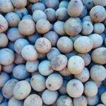 Dimocarpus longan Frucht