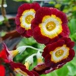 Primula japonica Flower