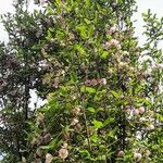 Eucryphia lucida Hoja