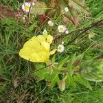 Oenothera glaziovianaFlower