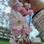 Prunus × subhirtella Miq.Blüte