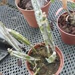 Dendrobium farmeri Corteza