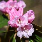 Rhododendron fulvum Květ