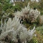 Artemisia cana Vekstform