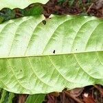 Khaya grandifoliola Leaf