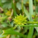 Ranunculus repens Fruit