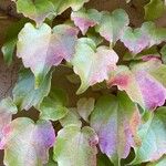 Parthenocissus tricuspidataFeuille