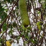 Luffa acutangula Frucht