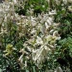 Astragalus racemosus फूल