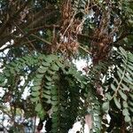 Sophora microphylla Hoja