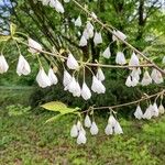 Halesia carolinaΛουλούδι