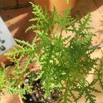 Pelargonium denticulatum Φύλλο