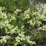 Galium mollugo Habitus