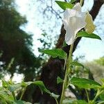 Sesamum orientale Flor