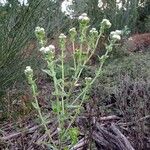 Helichrysum foetidum ഇല