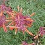 Agastache rupestris Flower