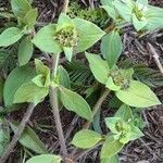 Richardia brasiliensis Hoja