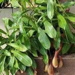 Nepenthes spp. موطن