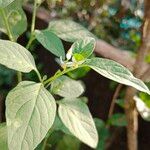 Solanum nigrumLeaf