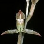 Goodyera viridiflora Floare