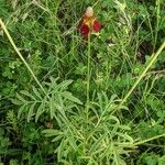 Ratibida columnifera Blatt