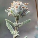 Teucrium dunense Flower