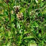 Plantago atrata Flower