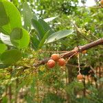 Phyllanthus muellerianus Frukt