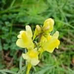 Linaria vulgaris Blüte