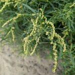 Atriplex littoralis Žiedas