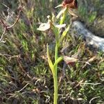 Ophrys sphegodes Levél