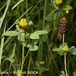 Trifolium spadiceum Arall