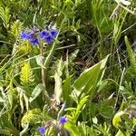 Pulmonaria angustifoliaFlor