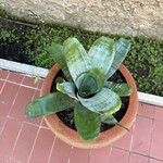 Aechmea fasciata List