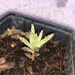 Bryophyllum delagoense Φύλλο