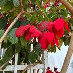 Mussaenda erythrophylla Листок