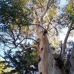 Eucalyptus leucoxylon Blad