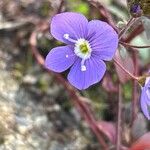 Veronica peduncularisFlower