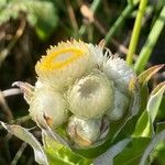 Helichrysum foetidum Blomst