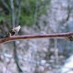 Rubus allegheniensis बार्क (छाल)