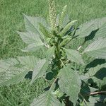 Amaranthus palmeri অভ্যাস