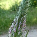 Trifolium angustifolium Blomma