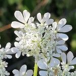 Daucus muricatus Květ